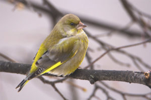 Greenfinch biasa