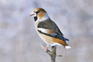 hawfinch