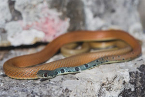 Serpiente de oliva