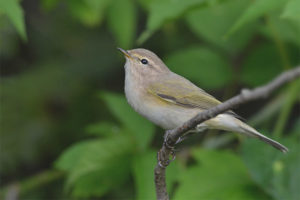 chiffchaff