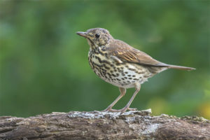 Oiseau chanteur