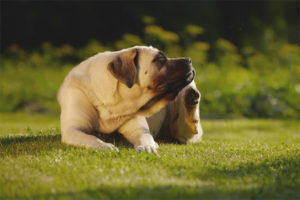 ¿Por qué pica un perro si no hay pulgas?