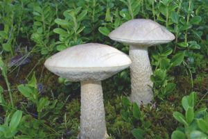 Boletus blanco