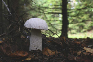 Boletus putih