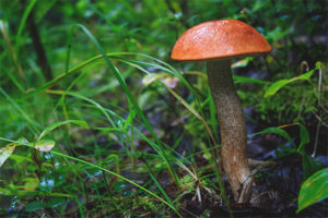 Boletus rojo