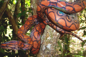 Rainbow boa