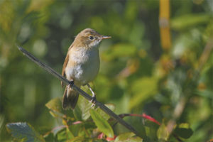 Roseau de jardin