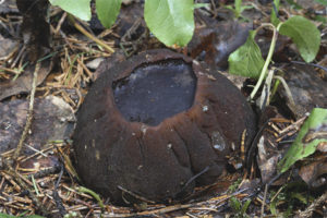 Sarcosoma esférico