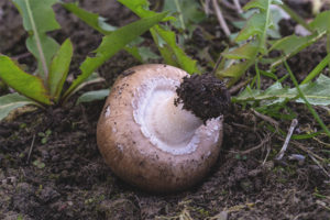 Champignon double-thoracic