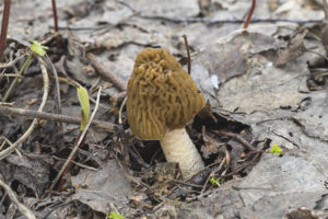 Cappello a spugnola