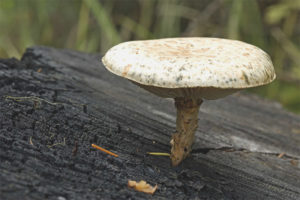 Champignon endormi