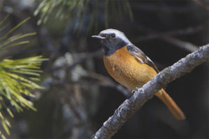 Redstart siberiano