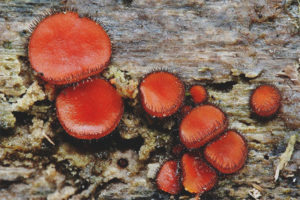 Scutellinia tiroidea