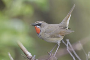 Red-eyed nightingale