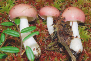 Birch Russula