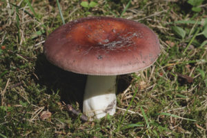 Makanan Russula