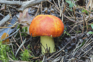 Russula dorada