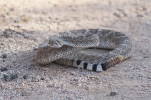 Serpiente de cascabel de Texas