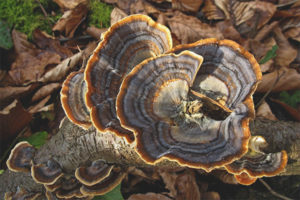 Trametes multicolore