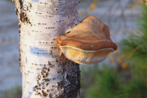 Bouleau champignon amadou