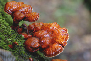 Tinder fungus varnished