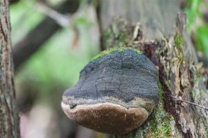 Champignon amadou