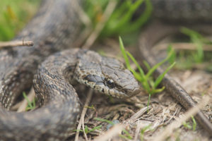 Serpiente estampada