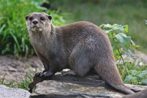 Loutre