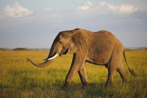 Éléphant d'Afrique