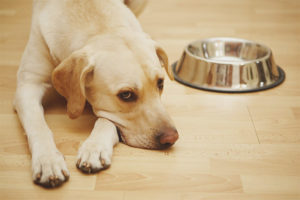 Allergie aux aliments pour chiens