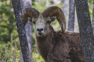 Bélier de la montagne de l'Altaï