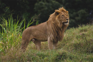 Lion d'Asie