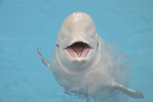 Ballena beluga