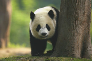 Grand panda