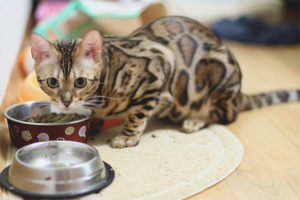 Cómo alimentar a un gato de bengala