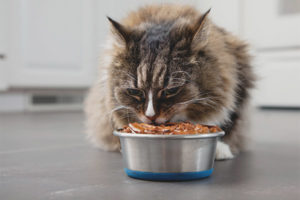 Cómo alimentar a un gato para que gane peso