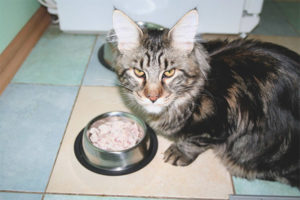 Cómo alimentar a la raza de gato Maine Coon