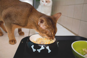 Cómo alimentar a un gato viejo