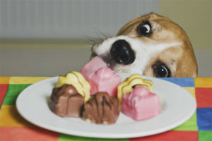 Apa yang tidak dapat memberi makan anjing