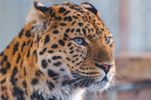 Leopardo del Lejano Oriente