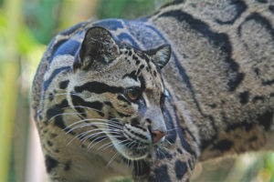 Leopardo ahumado