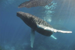 Ballena jorobada