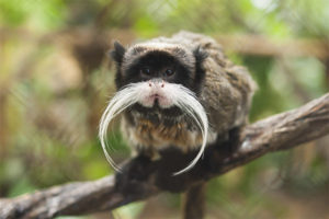 Tamarin Imperiale