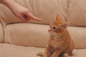 Cómo castigar a un gato o un gato