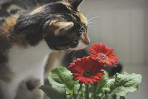 Como proteger las flores de un gato