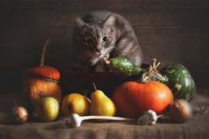 ¿Qué verduras pueden dar los gatos?