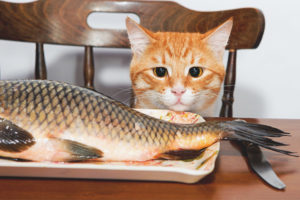 ¿Qué tipo de pescado se puede dar a los gatos y gatos?