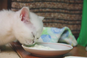 Quand commencer à nourrir les chatons