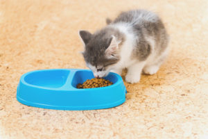 El gatito no come comida seca.