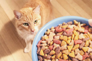 ¿Es posible alimentar a un gato solo con comida seca?